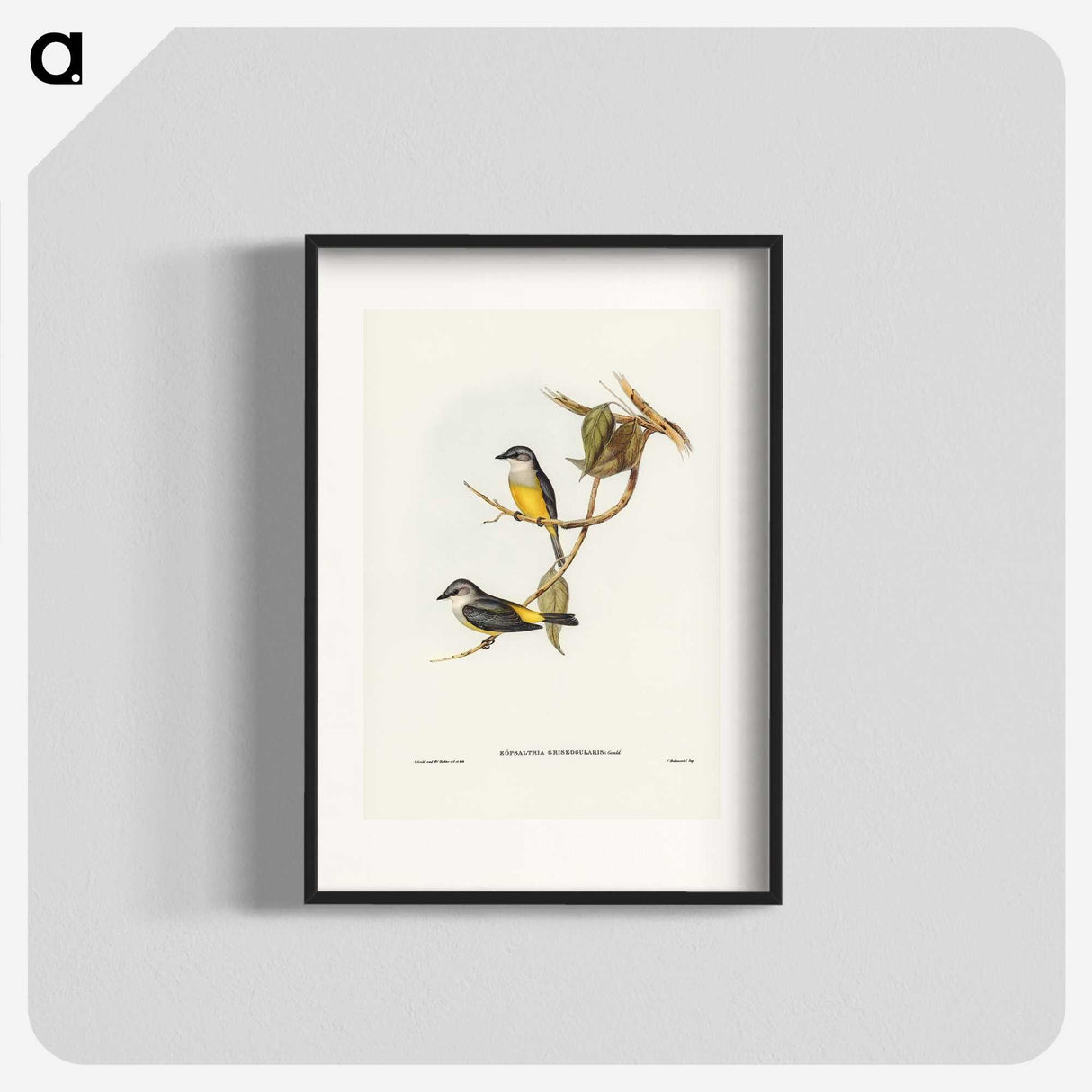 3-24_John-Gould_blk