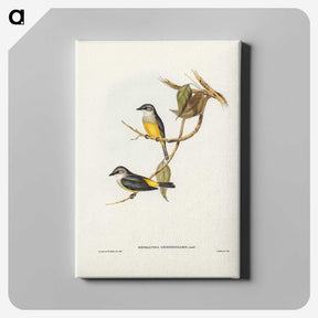 3-24_John-Gould_canvas