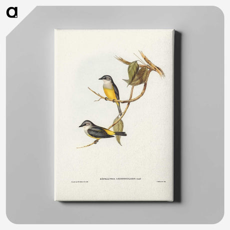 3-24_John-Gould_canvas