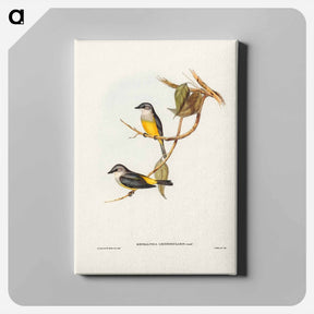 アートパネル-Grey-breasted Robin
 - ジョン グールド Canvas.