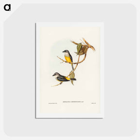 アートポストカード-Grey-breasted Robin
 - ジョン グールド Postcard.