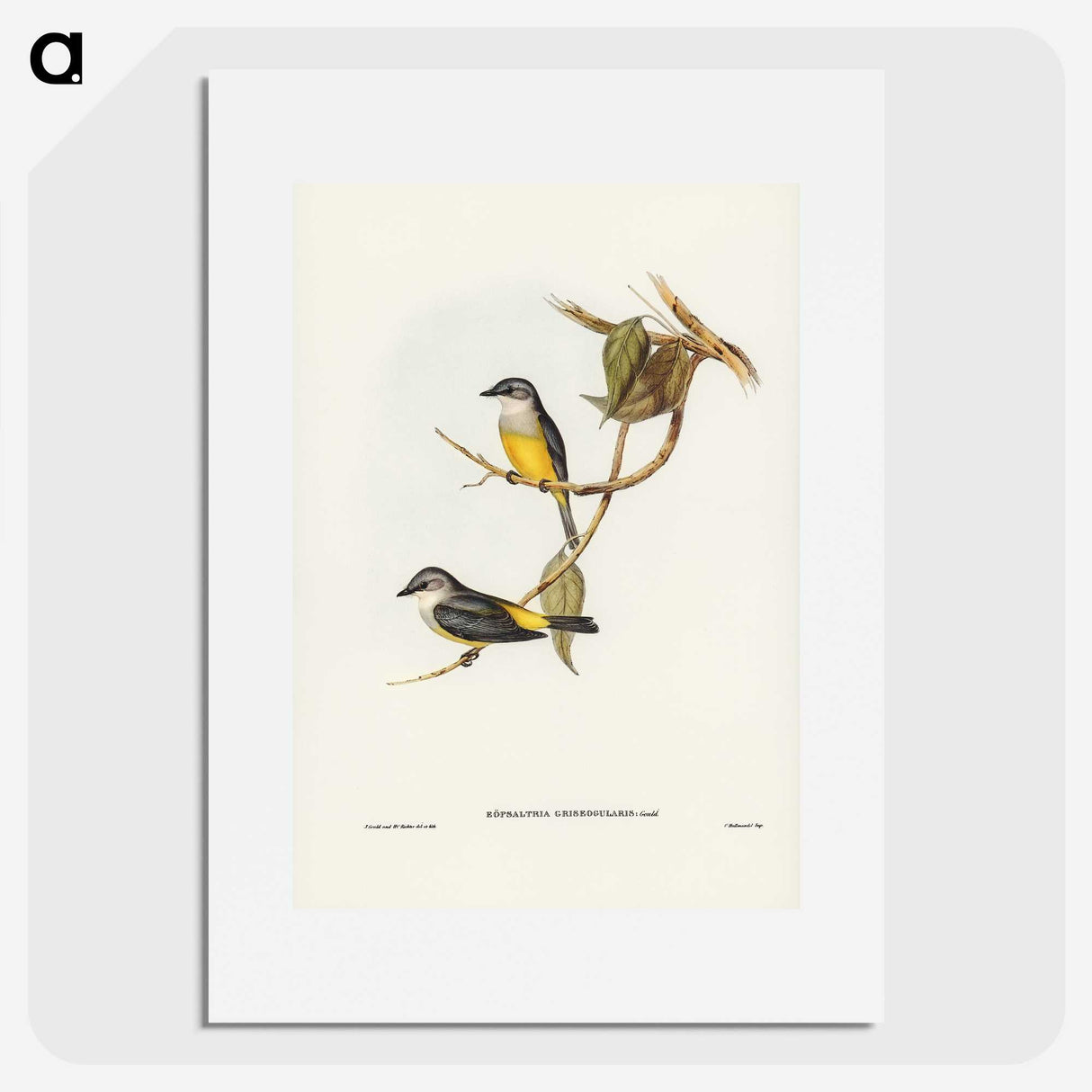 3-24_John-Gould_picture