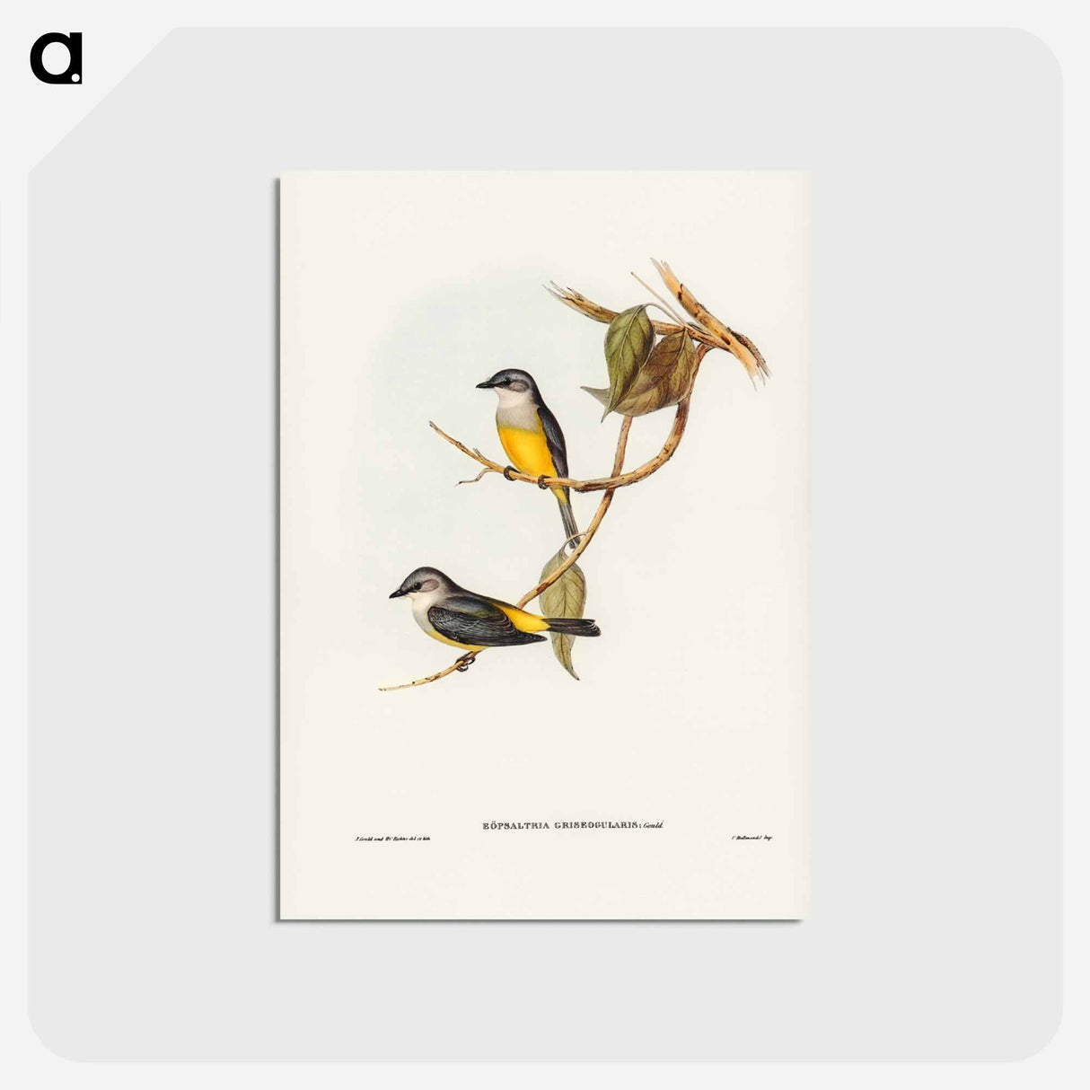 アートポストカード-Grey-breasted Robin
 - ジョン グールド Postcard.
