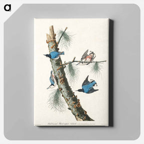 アートパネル-White-breasted Nuthatch
 - ジョン ジェームス オーデュボン Canvas.