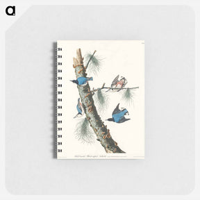 アートメモ帳-White-breasted Nuthatch
 - ジョン ジェームス オーデュボン Memo.