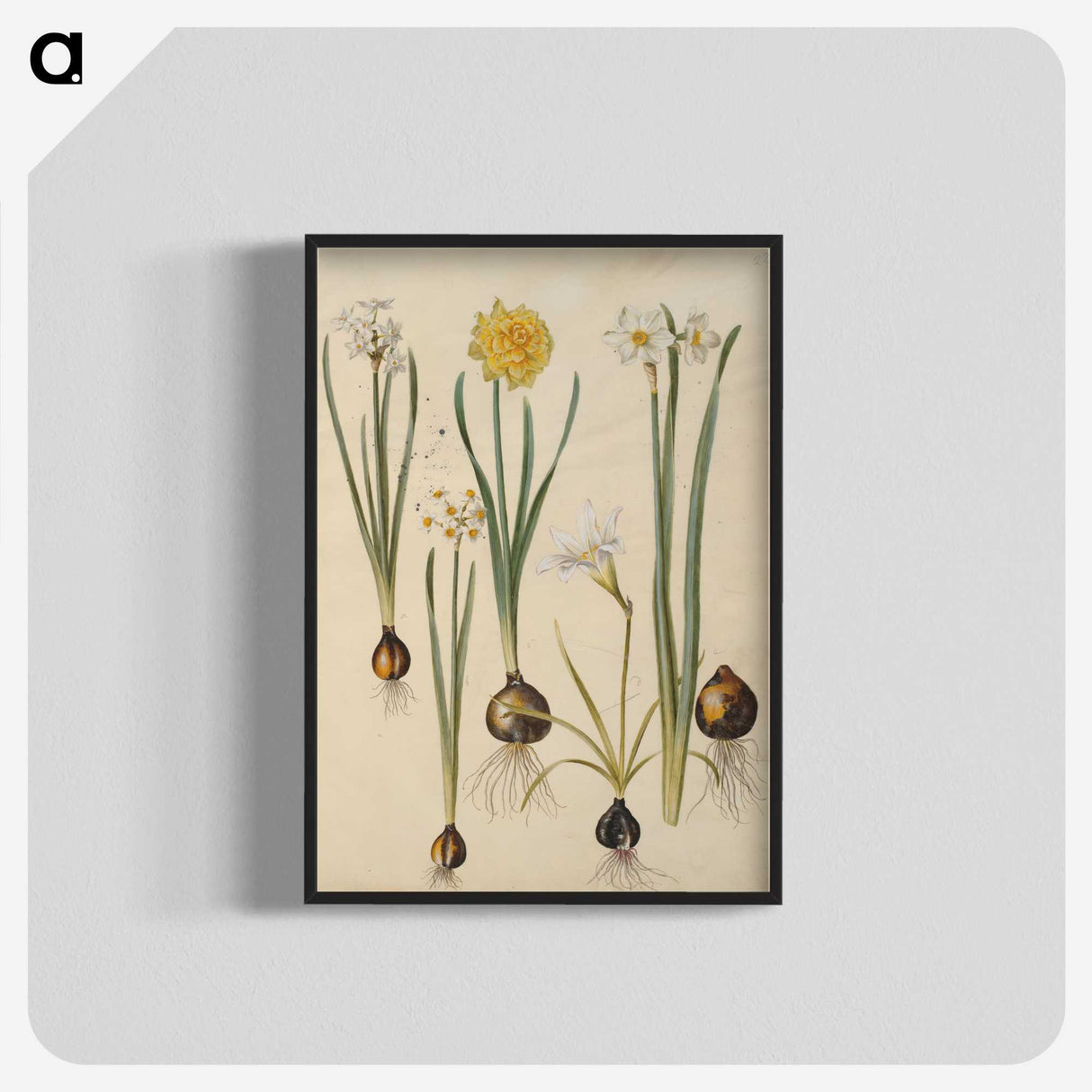 3-24_Maria-Sibylla-Merian_blk-crop