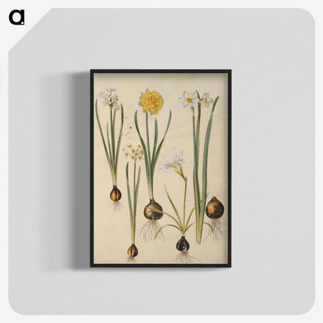 3-24_Maria-Sibylla-Merian_blk-crop