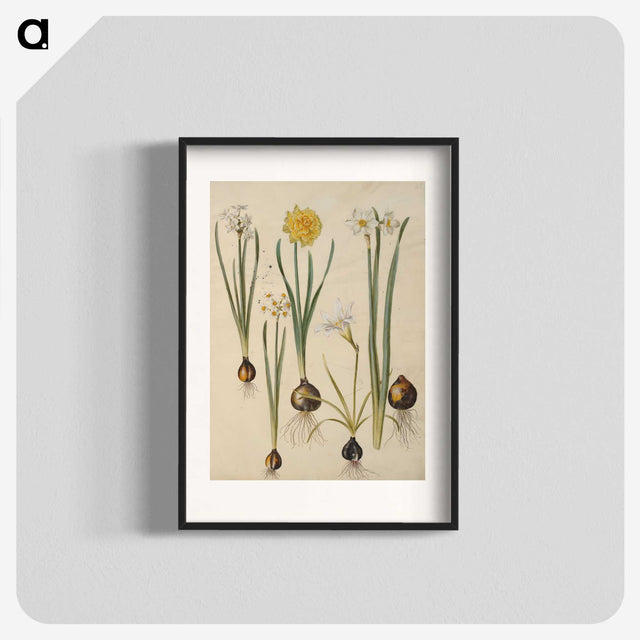 3-24_Maria-Sibylla-Merian_blk