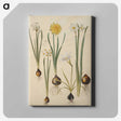 3-24_Maria-Sibylla-Merian_canvas