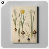 3-24_Maria-Sibylla-Merian_canvas