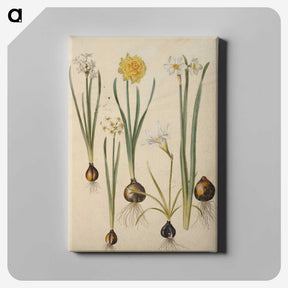 3-24_Maria-Sibylla-Merian_canvas