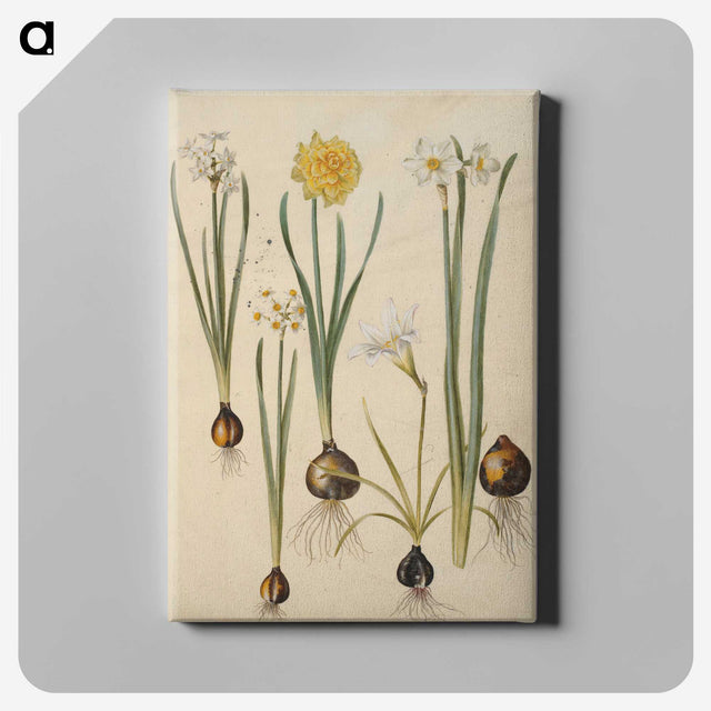 3-24_Maria-Sibylla-Merian_canvas