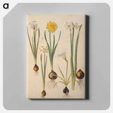 アートパネル-Maria Sibylla Merian's Flowers
 - マリア ジビーラ メーリアン Canvas.