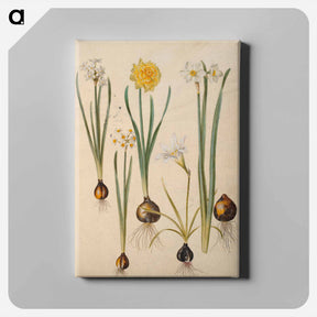 アートパネル-Maria Sibylla Merian's Flowers
 - マリア ジビーラ メーリアン Canvas.