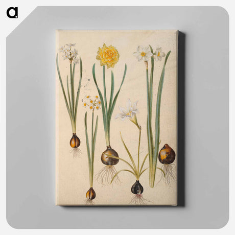 アートパネル-Maria Sibylla Merian's Flowers
 - マリア ジビーラ メーリアン Canvas.