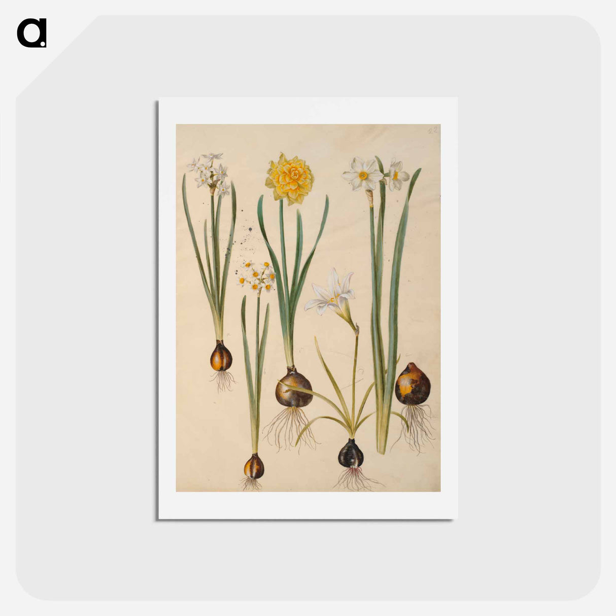 アートポストカード-Maria Sibylla Merian's Flowers
 - マリア ジビーラ メーリアン Postcard.