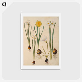 アートポストカード-Maria Sibylla Merian's Flowers
 - マリア ジビーラ メーリアン Postcard.
