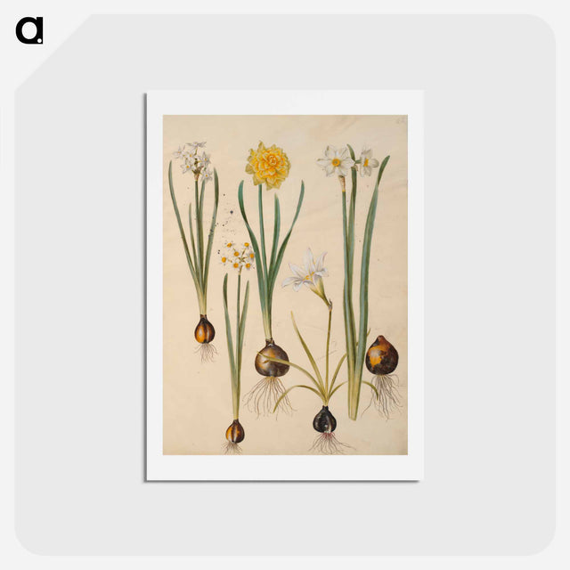 アートポストカード-Maria Sibylla Merian's Flowers
 - マリア ジビーラ メーリアン Postcard.