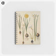 3-24_Maria-Sibylla-Merian_memo