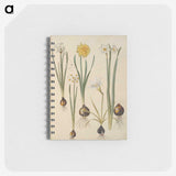3-24_Maria-Sibylla-Merian_memo