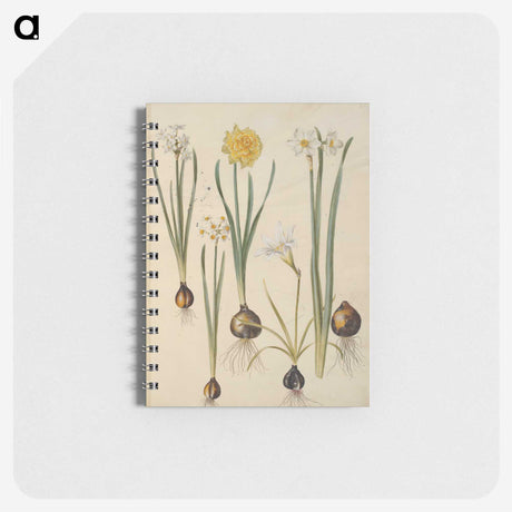 3-24_Maria-Sibylla-Merian_memo