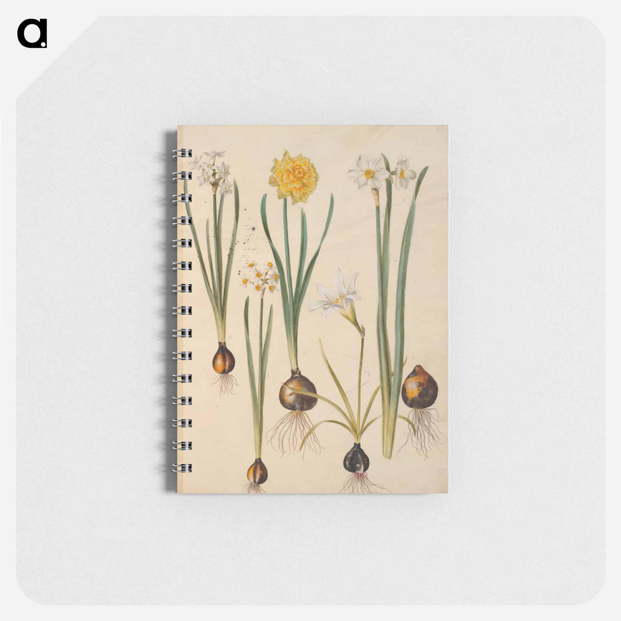 アートメモ帳-Maria Sibylla Merian's Flowers
 - マリア ジビーラ メーリアン Memo.