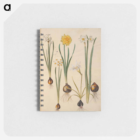 アートメモ帳-Maria Sibylla Merian's Flowers
 - マリア ジビーラ メーリアン Memo.