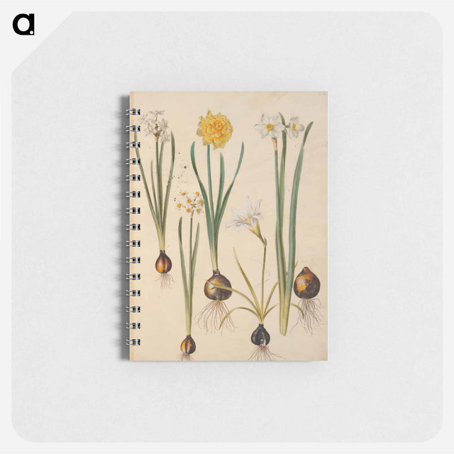 アートメモ帳-Maria Sibylla Merian's Flowers
 - マリア ジビーラ メーリアン Memo.