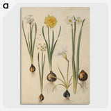 3-24_Maria-Sibylla-Merian_picture-crop