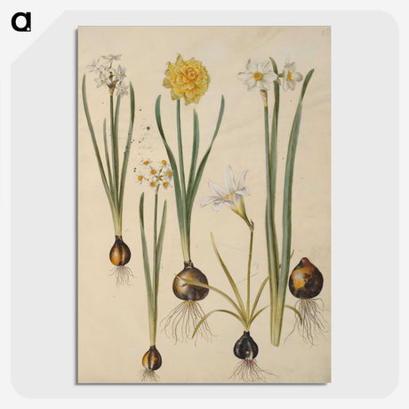 3-24_Maria-Sibylla-Merian_picture-crop