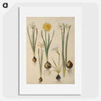 3-24_Maria-Sibylla-Merian_picture