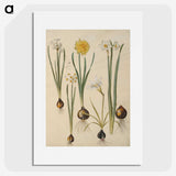 3-24_Maria-Sibylla-Merian_picture