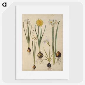 3-24_Maria-Sibylla-Merian_picture