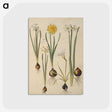 3-24_Maria-Sibylla-Merian_postcard