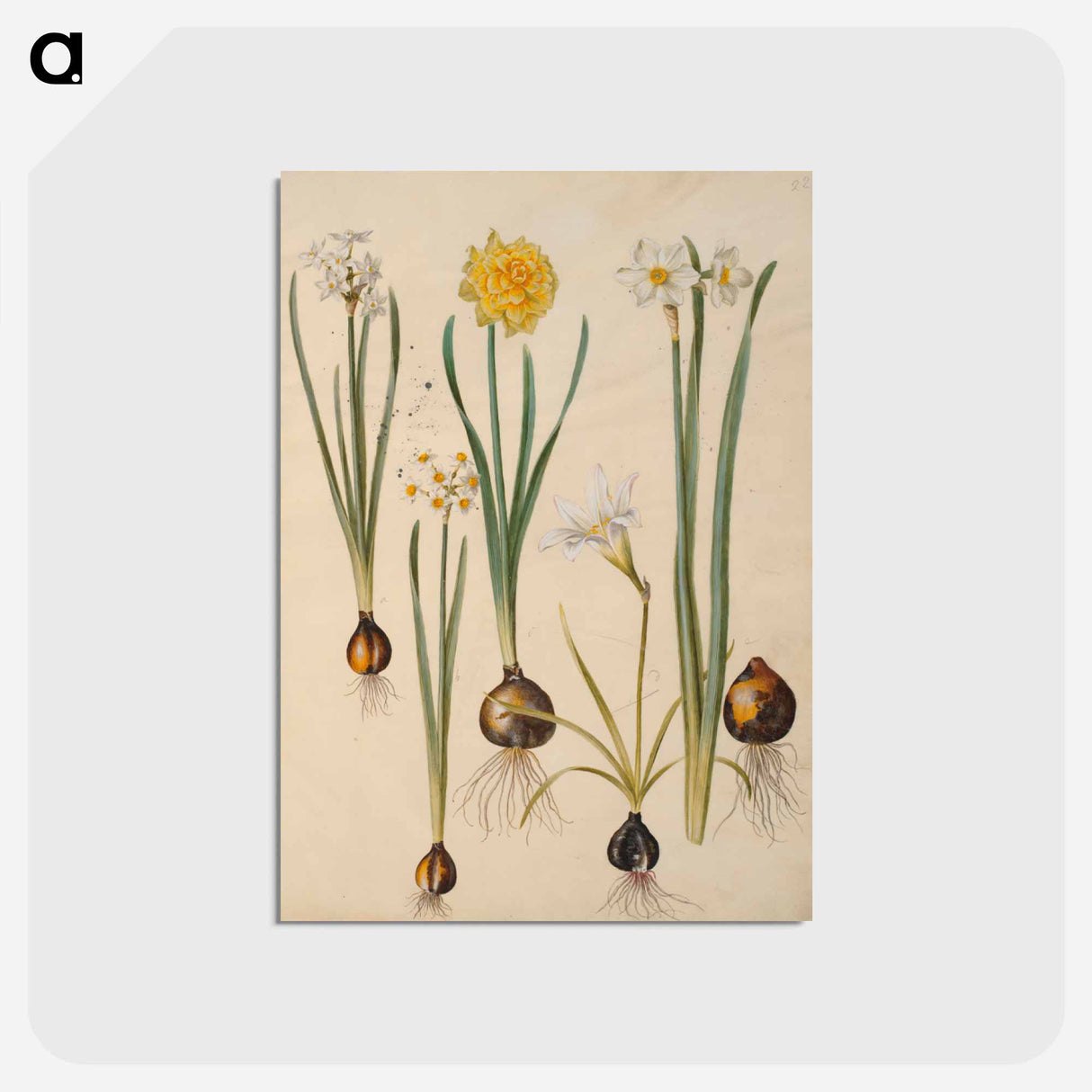 アートポストカード-Maria Sibylla Merian's Flowers
 - マリア ジビーラ メーリアン Postcard.
