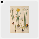 アートポストカード-Maria Sibylla Merian's Flowers
 - マリア ジビーラ メーリアン Postcard.