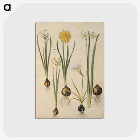 3-24_Maria-Sibylla-Merian_postcard