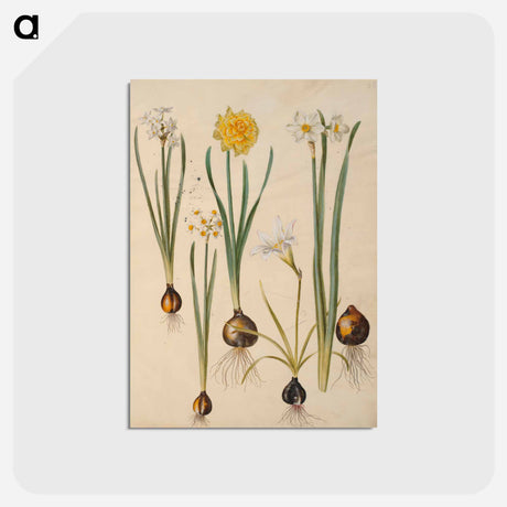 アートポストカード-Maria Sibylla Merian's Flowers
 - マリア ジビーラ メーリアン Postcard.