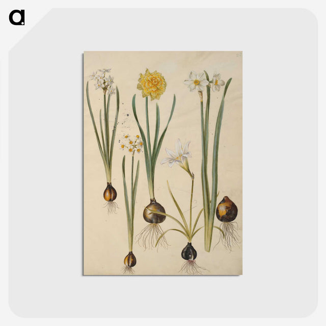 3-24_Maria-Sibylla-Merian_postcard