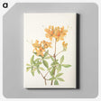 3-24_Mary-Vaux-Walcott_canvas