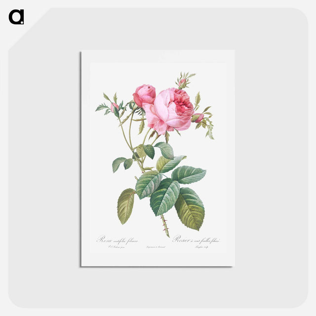 アートポストカード-Rose de Mai - ピエール ジョゼフ ルドゥーテ Postcard.