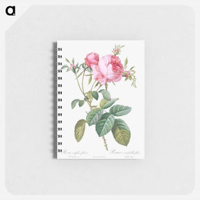 アートメモ帳-Rose de Mai - ピエール ジョゼフ ルドゥーテ Memo.