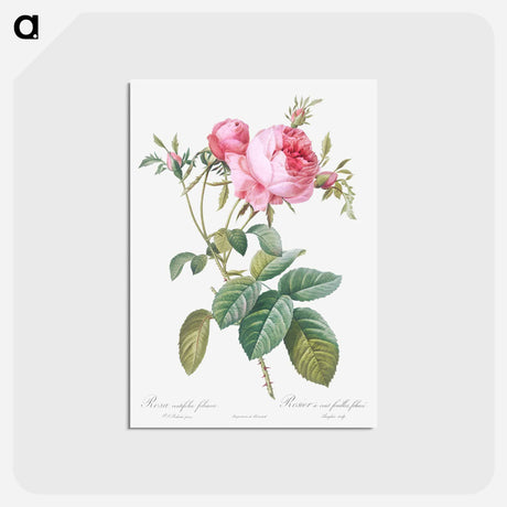 アートポストカード-Rose de Mai - ピエール ジョゼフ ルドゥーテ Postcard.