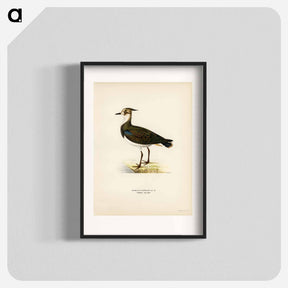 アートポスター-Northern Lapwing
 - スヴェンスカ フォグラル Poster.