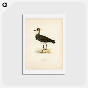 アートポストカード-Northern Lapwing
 - スヴェンスカ フォグラル Postcard.