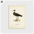 3-24_Svenska-Faglar_postcard
