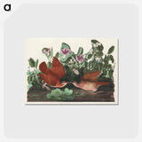 アートポストカード-Key-west Dove from Birds of America
 - アメリカの鳥たち Postcard.