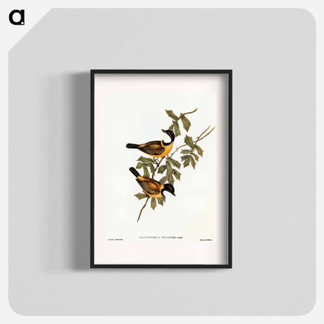 アートポスター-Black-tailed Pachycephala
 - オーストラリアの鳥 Poster.
