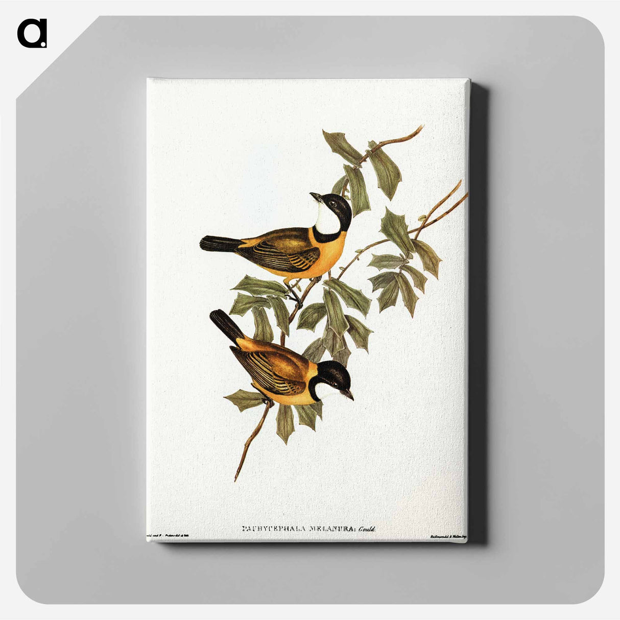 Black-tailed Pachycephala
 - オーストラリアの鳥 Canvas.