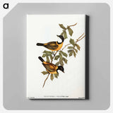 Black-tailed Pachycephala
 - オーストラリアの鳥 Canvas.